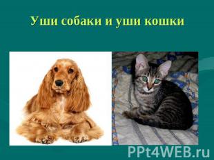 Уши собаки и уши кошки