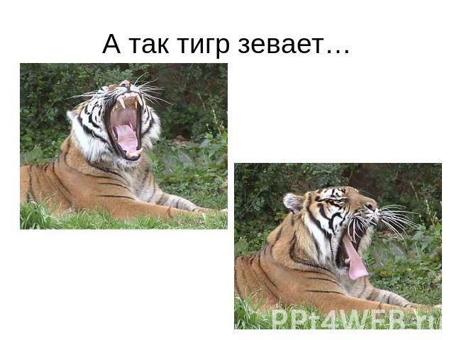 А так тигр зевает…