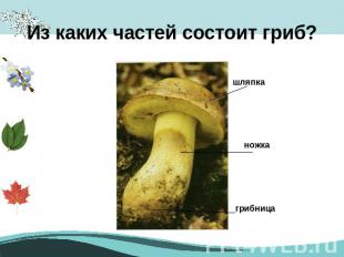 Из каких частей состоит гриб?