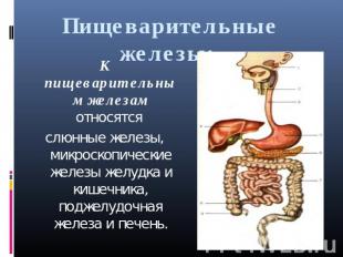 Пищеварительные железы:  К пищеварительным железам относятся слюнные железы, мик