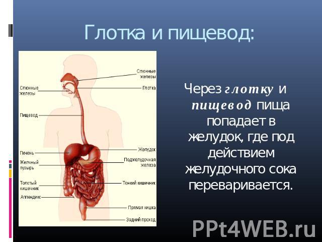 Глотка и пищевод: Через глотку и пищевод пища попадает в желудок, где под действием желудочного сока переваривается.