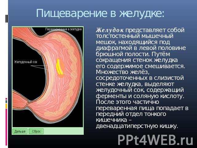 Пищеварение в желудке: Желудок представляет собой толстостенный мышечный мешок, находящийся под диафрагмой в левой половине брюшной полости. Путём сокращения стенок желудка его содержимое смешивается. Множество желёз, сосредоточенных в слизистой сте…