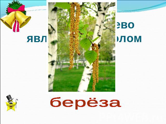 Какое дерево является символом России? берёза