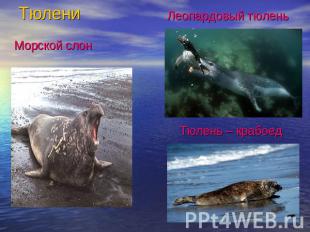 Тюлени Морской слонЛеопардовый тюленьТюлень – крабоед