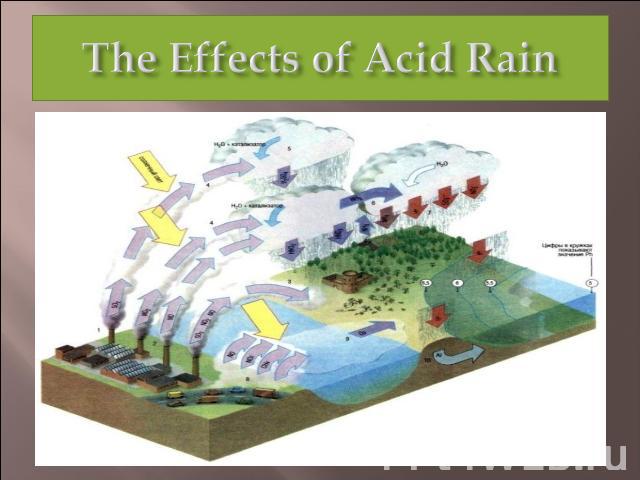 The Effects of Acid Rain
