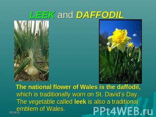 LEEK and DAFFODIL The national flower of Wales is the daffodil, which is traditi