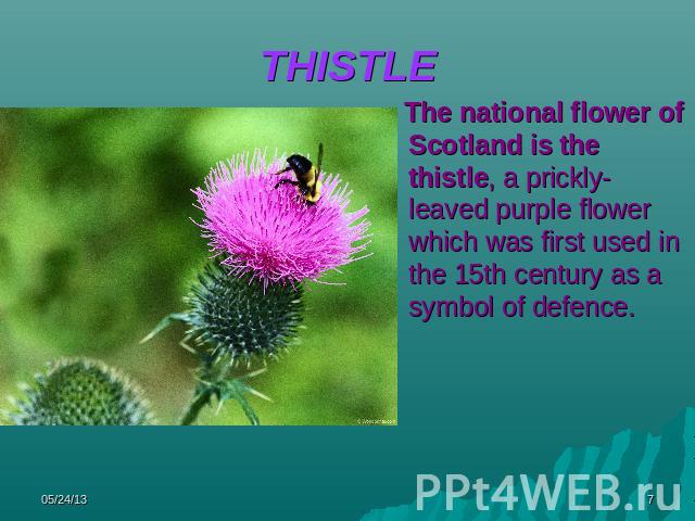 THISTLE The national flower of Scotland is the thistle, a prickly-leaved purple flower which was first used in the 15th century as a symbol of defence.