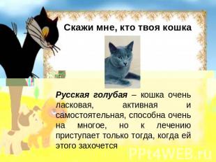 Скажи мне, кто твоя кошка Русская голубая – кошка очень ласковая, активная и сам