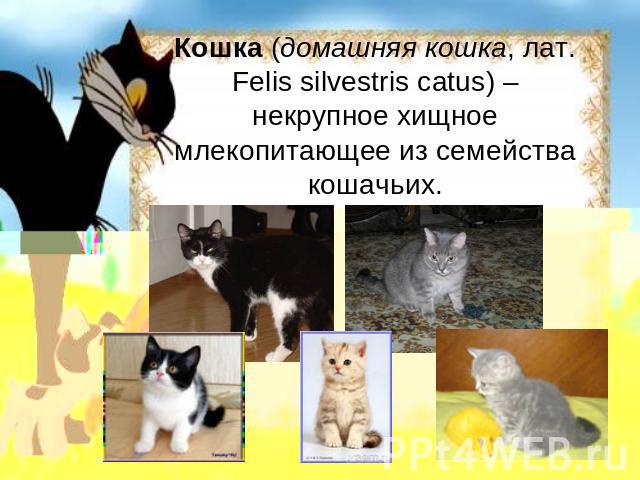 Кошка (домашняя кошка, лат. Felis silvestris catus) – некрупное хищное млекопитающее из семейства кошачьих.