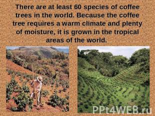 There are at least 60 species of coffee trees in the world. Because the coffee t