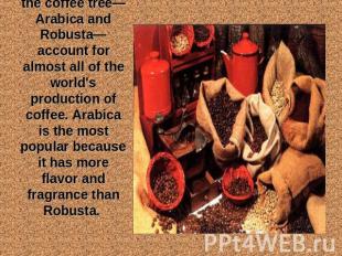 Two varieties of the coffee tree—Arabica and Robusta—account for almost all of t