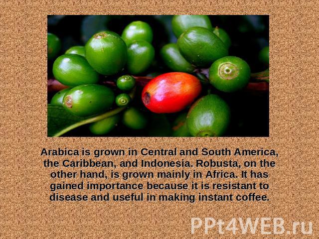 Arabica is grown in Central and South America, the Caribbean, and Indonesia. Robusta, on the other hand, is grown mainly in Africa. It has gained importance because it is resistant to disease and useful in making instant coffee. 