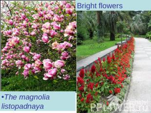 Bright flowersThe magnolia listopadnaya