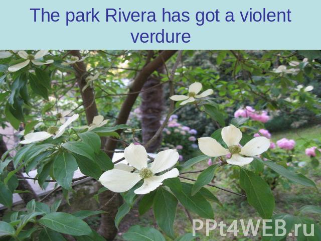 The park Rivera has got a violent verdure