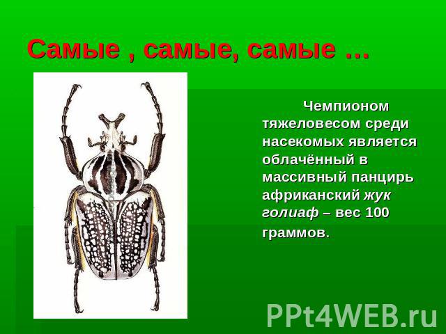 Самые , самые, самые … Чемпионом тяжеловесом среди насекомых является облачённый в массивный панцирь африканский жук голиаф – вес 100 граммов.