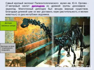 Самый крупный экспонат Палеонтологического музея им. Ю.А. Орлова - 27-метровый с