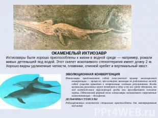 ОКАМЕНЕЛЫЙ ИХТИОЗАВРИхтиозавры были хорошо приспособлены к жизни в водной среде