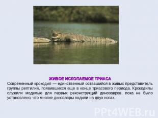 ЖИВОЕ ИСКОПАЕМОЕ ТРИАСАСовременный крокодил — единственный оставшийся в живых пр