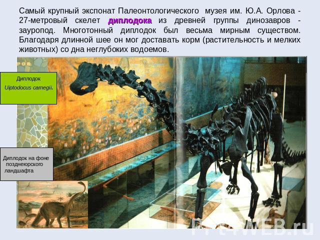 Самый крупный экспонат Палеонтологического музея им. Ю.А. Орлова - 27-метровый скелет диплодока из древней группы динозавров - зауропод. Многотонный диплодок был весьма мирным существом. Благодаря длинной шее он мог доставать корм (растительность и …