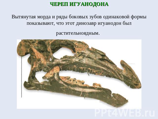 ЧЕРЕП ИГУАНОДОНАВытянутая морда и ряды боковых зубов одинаковой формы показывают, что этот динозавр игуанодон был растительноядным.