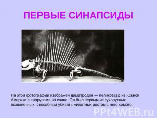 ПЕРВЫЕ СИНАПСИДЫ На этой фотографии изображен диметродон — пеликозавр из Южной А