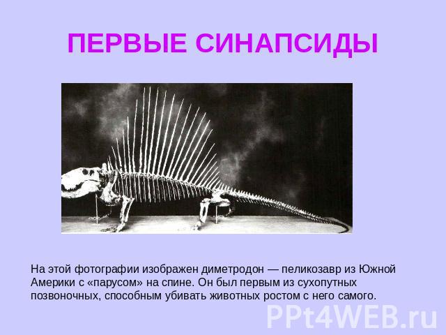 ПЕРВЫЕ СИНАПСИДЫ На этой фотографии изображен диметродон — пеликозавр из Южной Америки с «парусом» на спине. Он был первым из сухопутных позвоночных, способным убивать животных ростом с него самого.