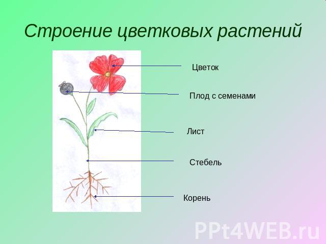 Строение цветковых растений