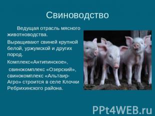 Свиноводство Ведущая отрасль мясного животноводства. Выращивают свиней крупной б