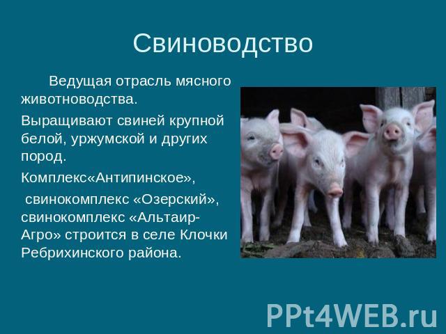 Свиноводство Ведущая отрасль мясного животноводства. Выращивают свиней крупной белой, уржумской и других пород. Комплекс«Антипинское», свинокомплекс «Озерский», свинокомплекс «Альтаир-Агро» строится в селе Клочки Ребрихинского района.
