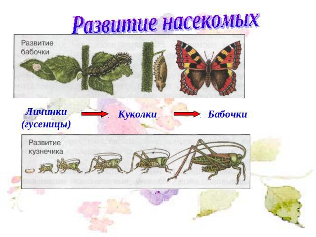 Развитие насекомыхЛичинки (гусеницы) Куколки Бабочки