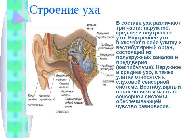 Строение уха В составе уха различают три части: наружное, среднее и внутреннее ухо. Внутреннее ухо включает в себя улитку и вестибулярный орган, состоящий из полукружных каналов и преддверия (вестибулума). Наружное и среднее ухо, а также улитка отно…