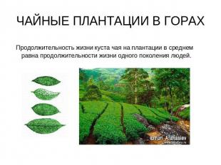 ЧАЙНЫЕ ПЛАНТАЦИИ В ГОРАХ Продолжительность жизни куста чая на плантации в средне