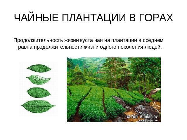 ЧАЙНЫЕ ПЛАНТАЦИИ В ГОРАХ Продолжительность жизни куста чая на плантации в среднем равна продолжительности жизни одного поколения людей.