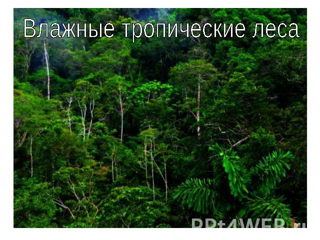 Влажные тропические леса