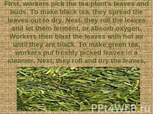 First, workers pick the tea plant's leaves and buds. To make black tea, they spr