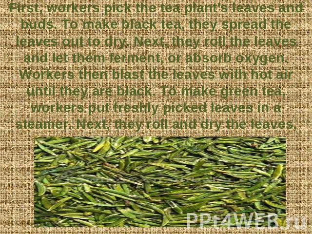 First, workers pick the tea plant's leaves and buds. To make black tea, they spread the leaves out to dry. Next, they roll the leaves and let them ferment, or absorb oxygen. Workers then blast the leaves with hot air until they are black. To make gr…