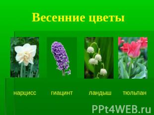 Весенние цветынарциссгиацинтландыштюльпан