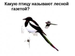 Какую птицу называют лесной газетой?