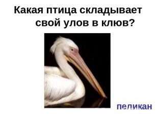 Какая птица складывает свой улов в клюв? пеликан