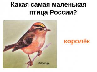 Какая самая маленькая птица России?королёк