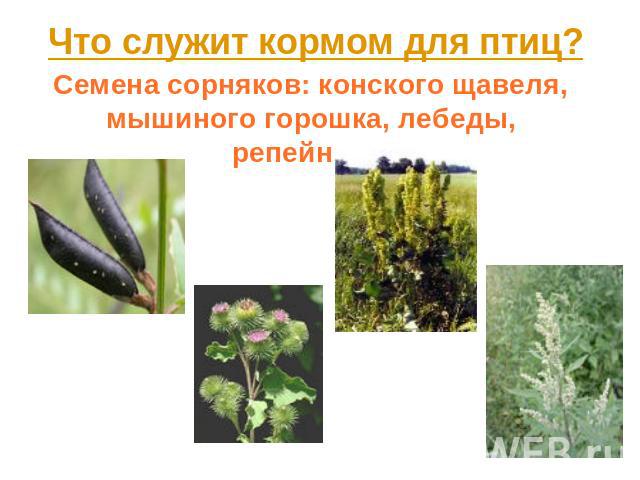 Что служит кормом для птиц? Семена сорняков: конского щавеля, мышиного горошка, лебеды, репейника.