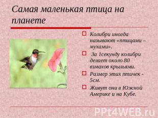 Самая маленькая птица на планете Колибри иногда называют «птицами – мухами». За