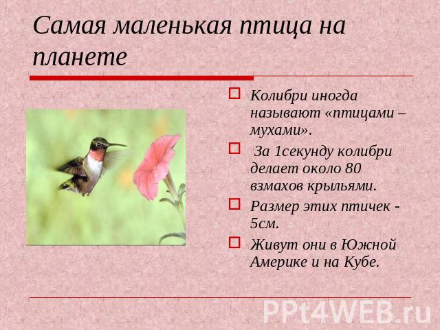 Самая маленькая птица на планете Колибри иногда называют «птицами – мухами». За 1секунду колибри делает около 80 взмахов крыльями. Размер этих птичек - 5см. Живут они в Южной Америке и на Кубе.