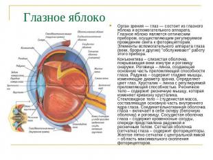 Глазное яблоко Орган зрения — глаз — состоит из глазного яблока и вспомогательно