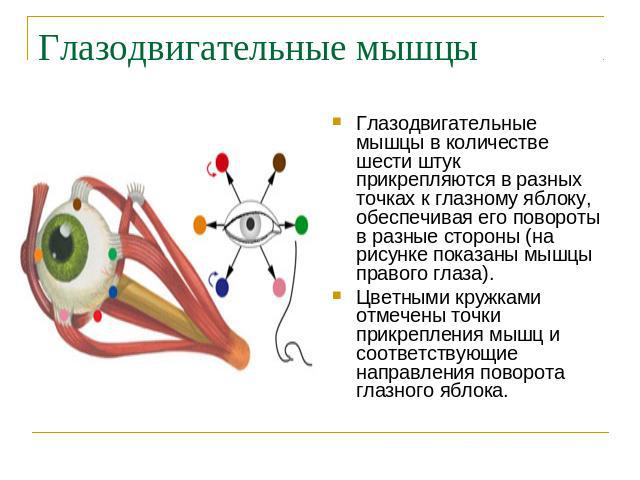 Глазодвигательные мышцы Глазодвигательные мышцы в количестве шести штук прикрепляются в разных точках к глазному яблоку, обеспечивая его повороты в разные стороны (на рисунке показаны мышцы правого глаза).Цветными кружками отмечены точки прикреплени…