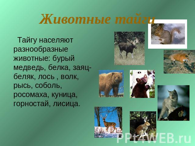 Животные тайги Тайгу населяют разнообразные животные: бурый медведь, белка, заяц-беляк, лось , волк, рысь, соболь, росомаха, куница, горностай, лисица.