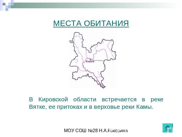 МЕСТА ОБИТАНИЯ В Кировской области встречается в реке Вятке, ее притоках и в верховье реки Камы.