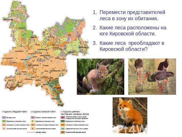 Перемести представителей леса в зону их обитания.Какие леса расположены на юге Кировской области.Какие леса преобладают в Кировской области?