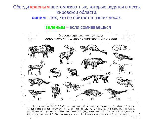 Обведи красным цветом животных, которые водятся в лесах Кировской области,синим – тех, кто не обитает в наших лесах. зеленым – если сомневаешься