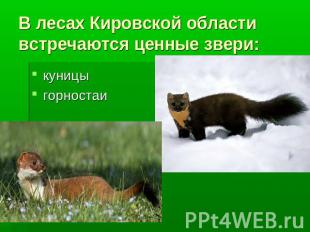 В лесах Кировской области встречаются ценные звери: куницыгорностаи